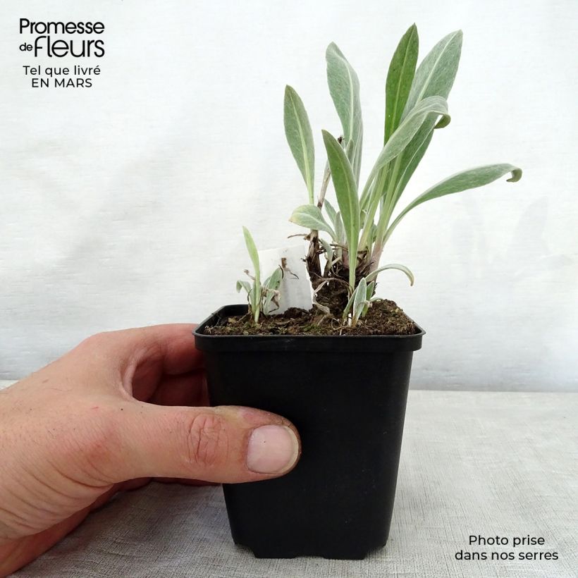 Example of Centaurea montana Sulphurea - Fiordaliso montano Vasetto da 8/9 cm as you get in printemps