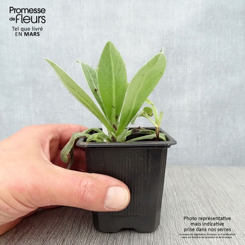 Example of Centaurea montana Alba - Fiordaliso montano Vasetto da 8/9 cm as you get in printemps