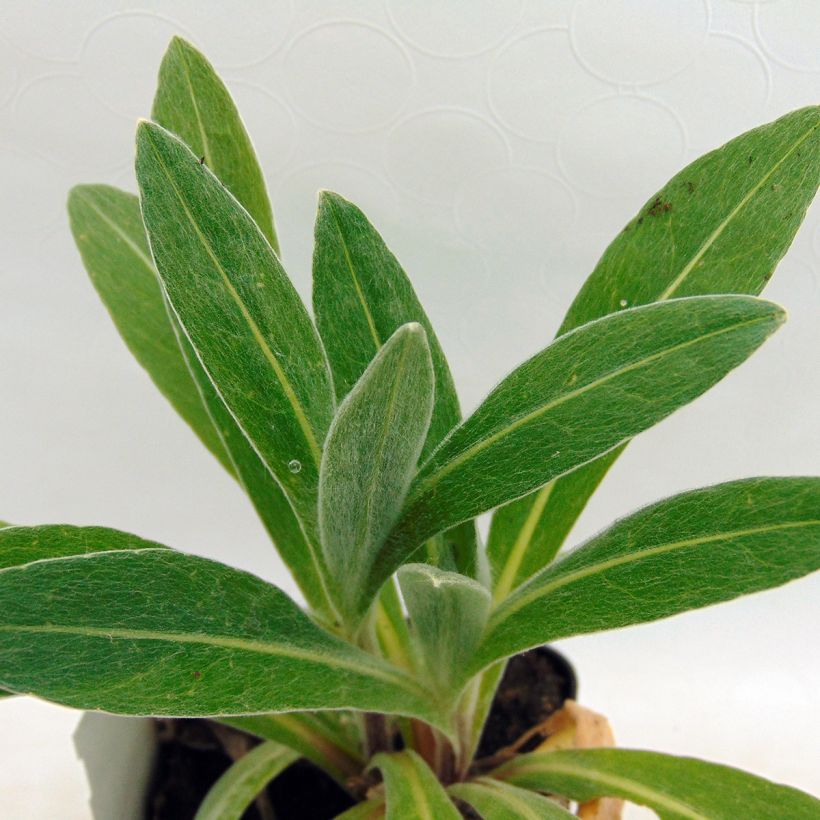 Centaurea montana Amethyst Dream - Fiordaliso montano (Foliage)