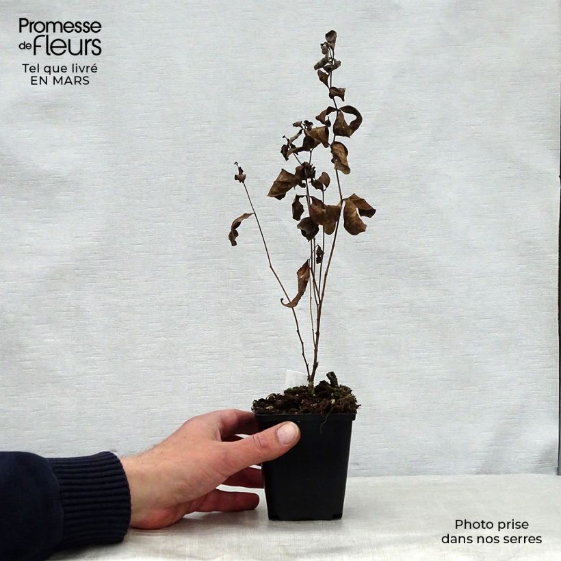 Example of Centaurea montana Amethyst Dream - Fiordaliso montano Vasetto da 8/9 cm as you get in printemps