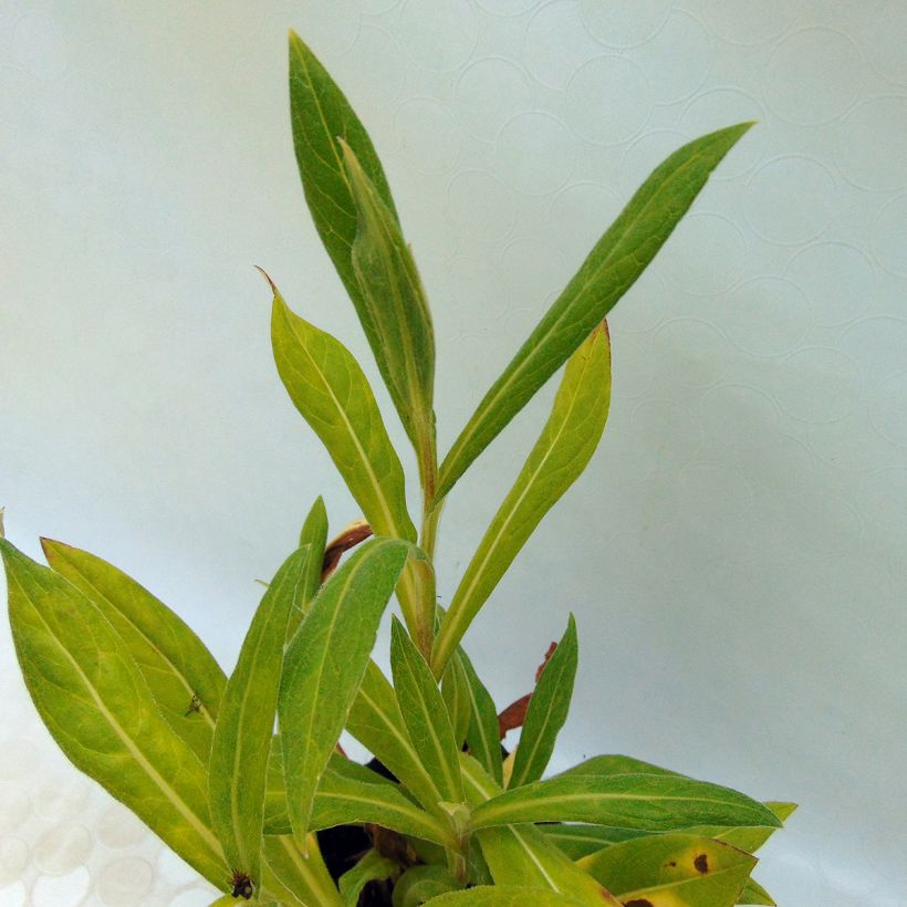 Centaurea montana Black Sprite - Fiordaliso montano (Foliage)