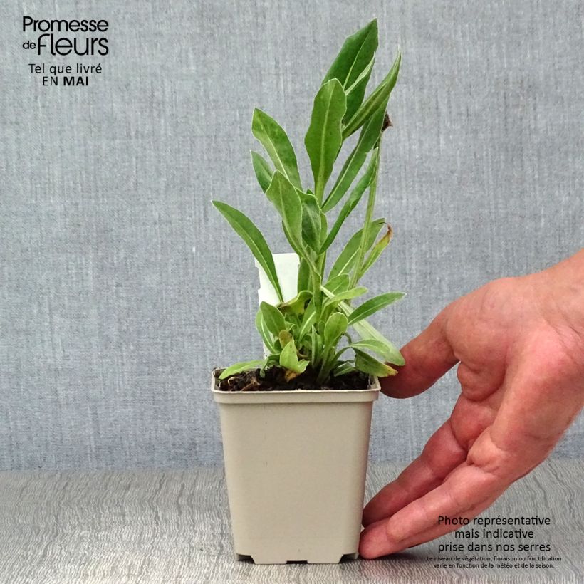 Centaurea montana Carnea - Fiordaliso montano Vasetto da 8/9 cm esemplare consegnato in primavera