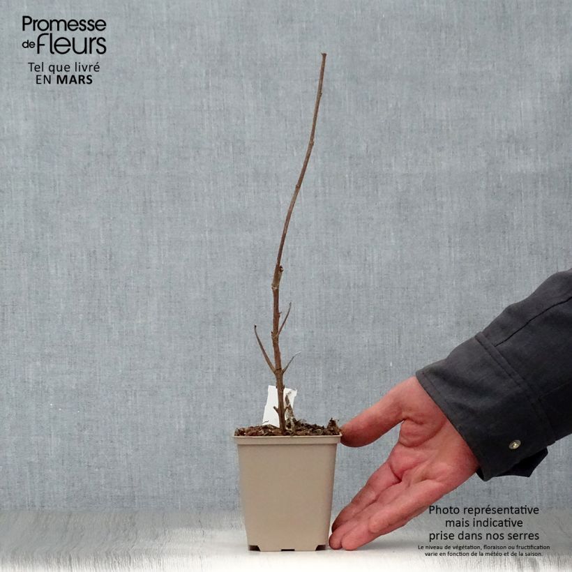 Boehmeria cylindrica Vasetto da 8/9 cm esemplare consegnato in primavera