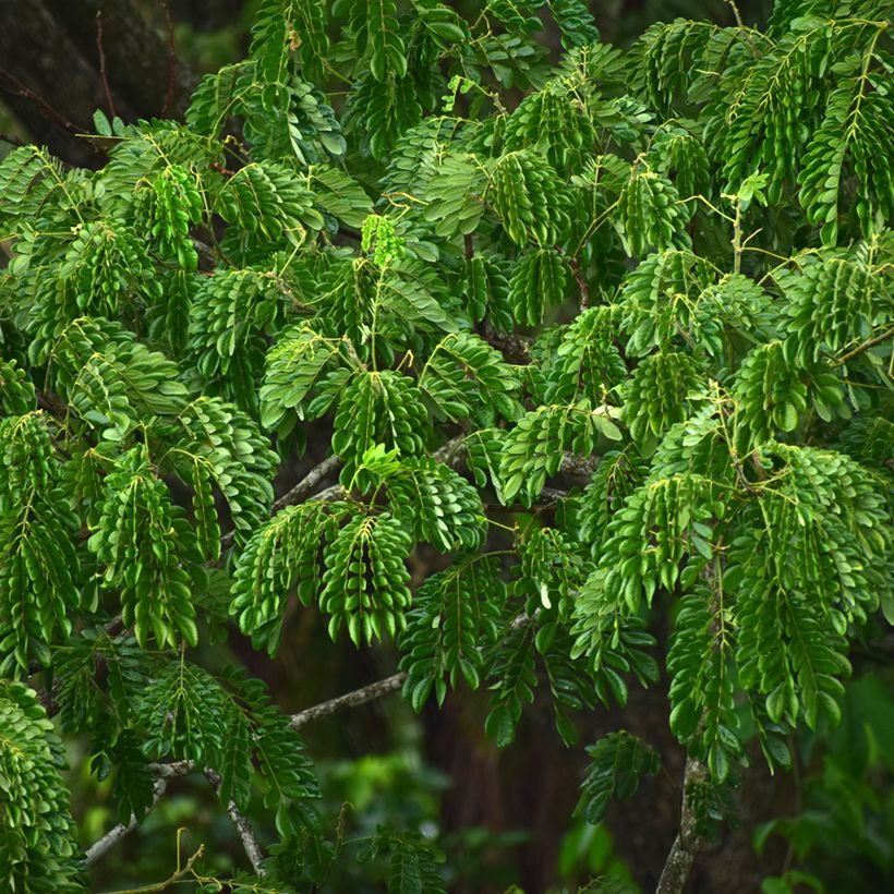 Albizia lebbeck (Fogliame)