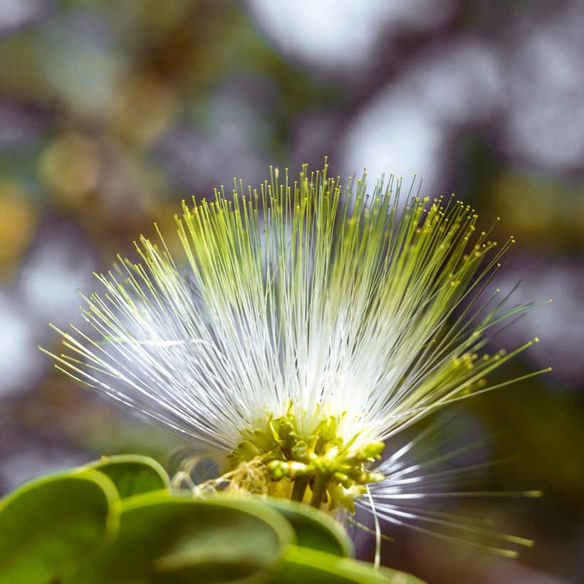 Albizia lebbeck (Fioritura)