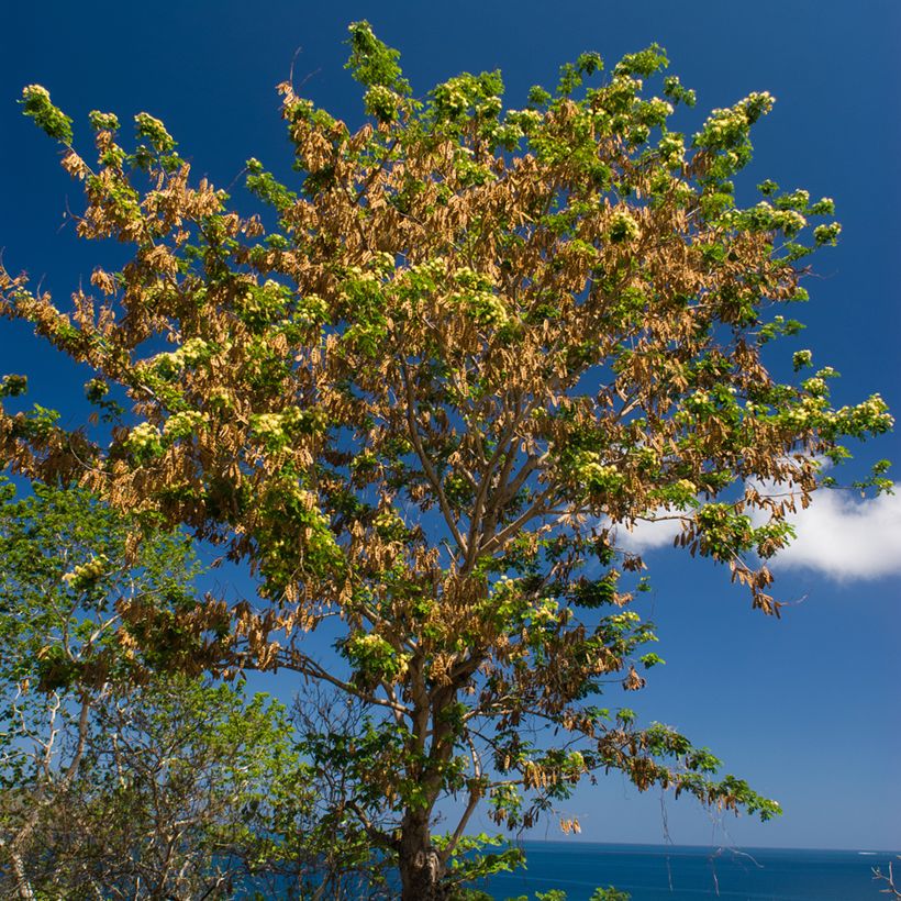 Albizia lebbeck (Porto)