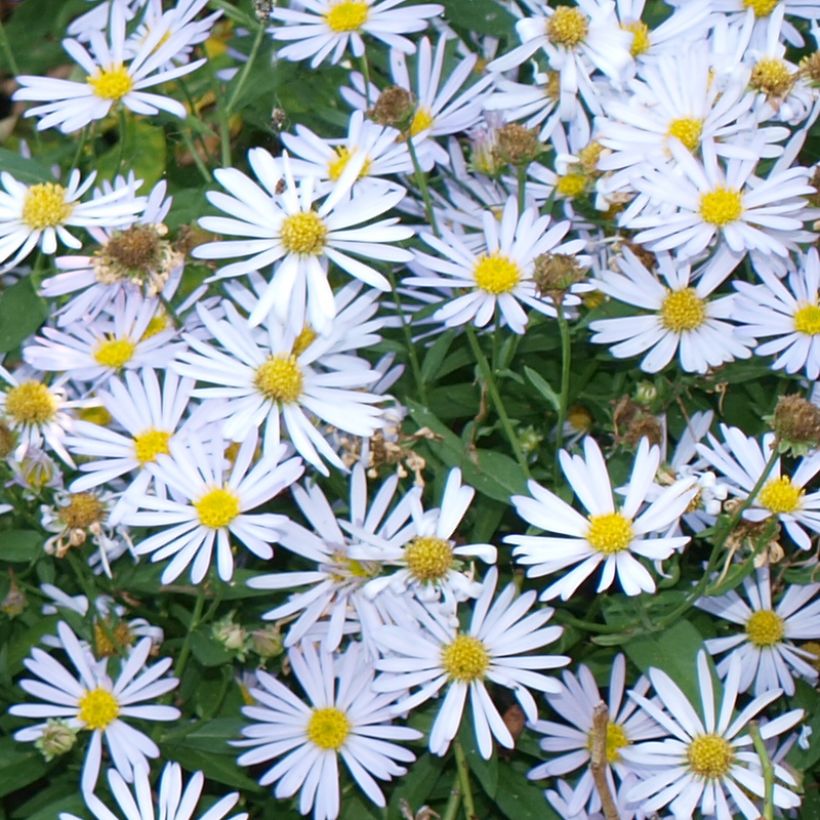 Boltonia asteroides Snowbank (Fioritura)
