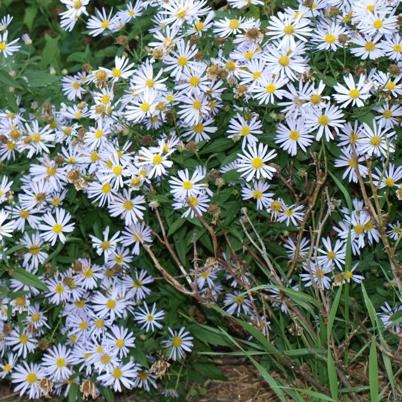 Boltonia asteroides Snowbank (Porto)