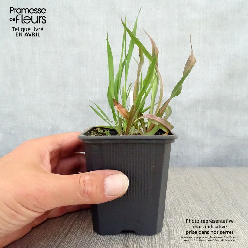 Example of Boltonia asteroides Latisquama Vasetto da 8/9 cm as you get in printemps