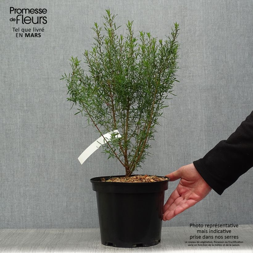Example of Boronia heterophylla Vaso da 3L/4L as you get in printemps