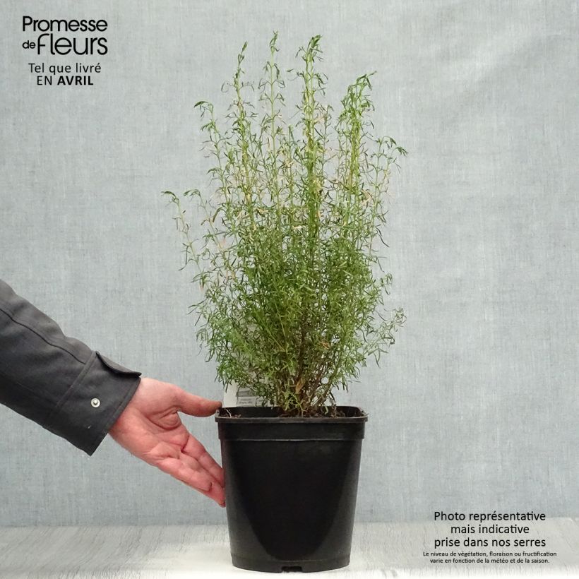 Boronia heterophylla Ice Charlotte Vaso da 4L/5L esemplare consegnato in primavera