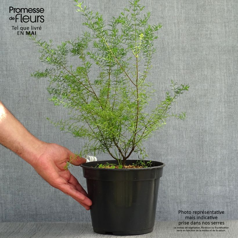 Example of Boronia megastigma Tui Vaso da 4L/5L as you get in printemps