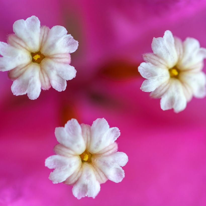  Bougainvillea spectabilis Arancione Condividi le tue foto? Nascondi condivisione immagini Bougainvillea spectabilis Vera Deep Purple (Fioritura)