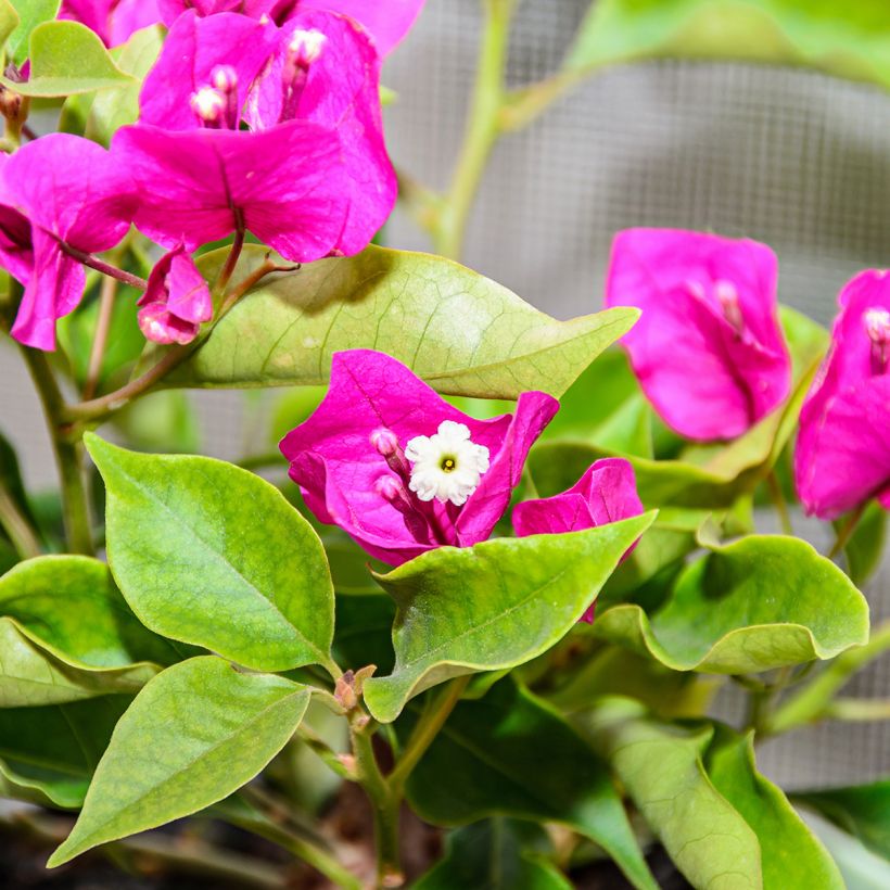 Bougainvillea Mini Thaï (Fioritura)