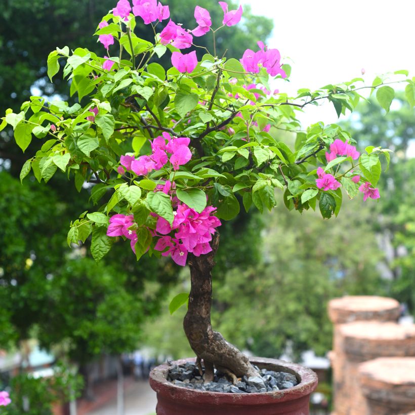 Bougainvillea Mini Thaï (Porto)