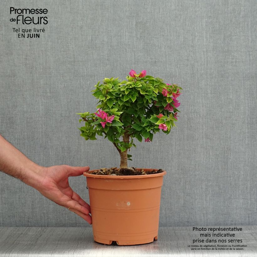 Bougainvillea Mini Thaï Vaso da 3L/4L esemplare consegnato in primavera