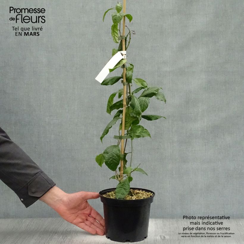 Example of Bougainvillea Violet de Meze Vaso da 3L/4L as you get in printemps