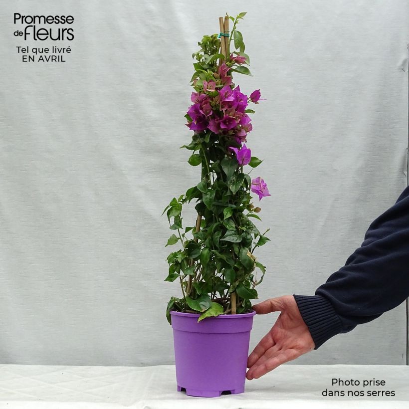 Bougainvillea glabra Sanderiana Vaso da 2L/3L esemplare consegnato in primavera