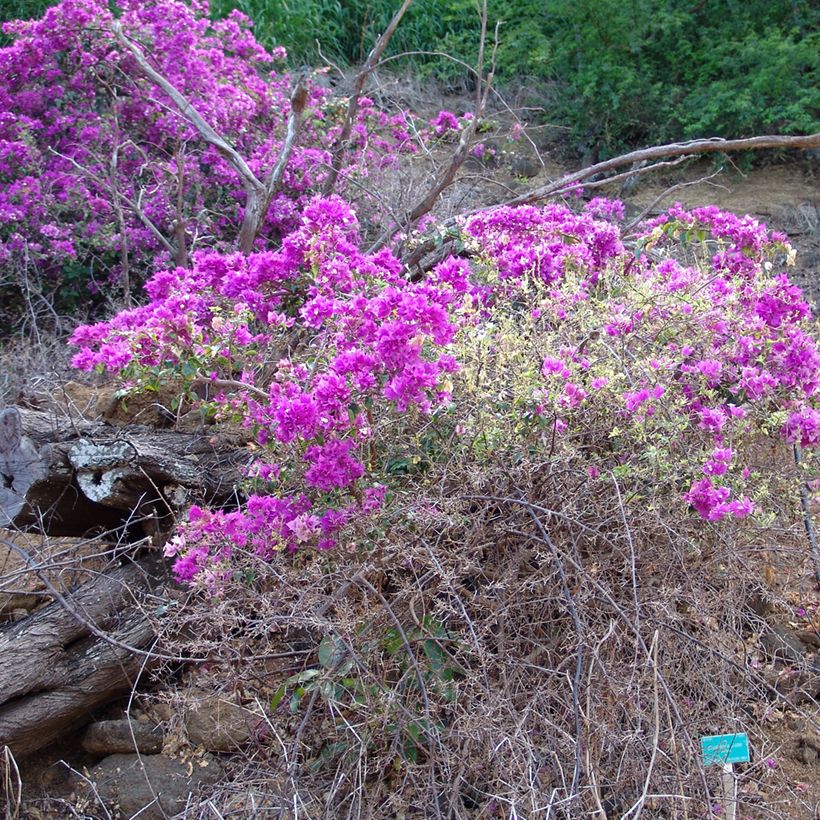 Bougainvillea glabra Variegata (Porto)