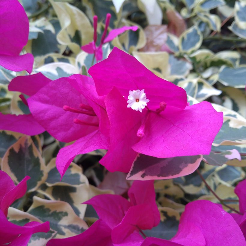 Bougainvillea glabra Variegata (Fioritura)