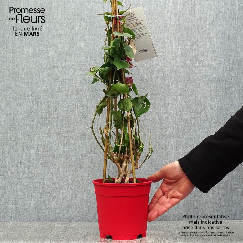 Bougainvillea spectabilis Bianco Vaso da 2L/3L esemplare consegnato in primavera