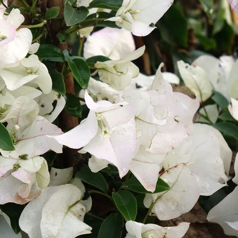Bougainvillea spectabilis Bianco (Fioritura)