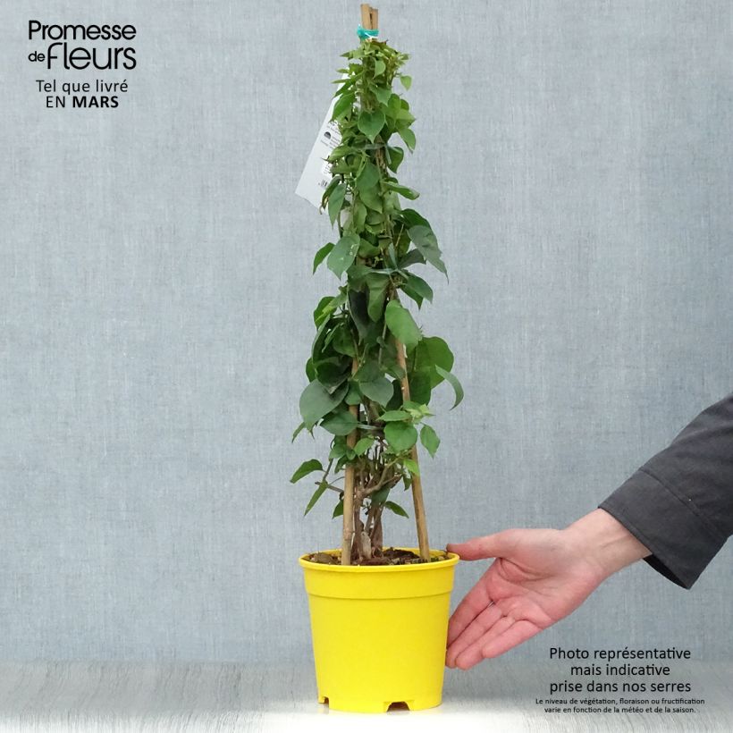 Bougainvillea spectabilis Giallo Vaso da 2L/3L esemplare consegnato in primavera
