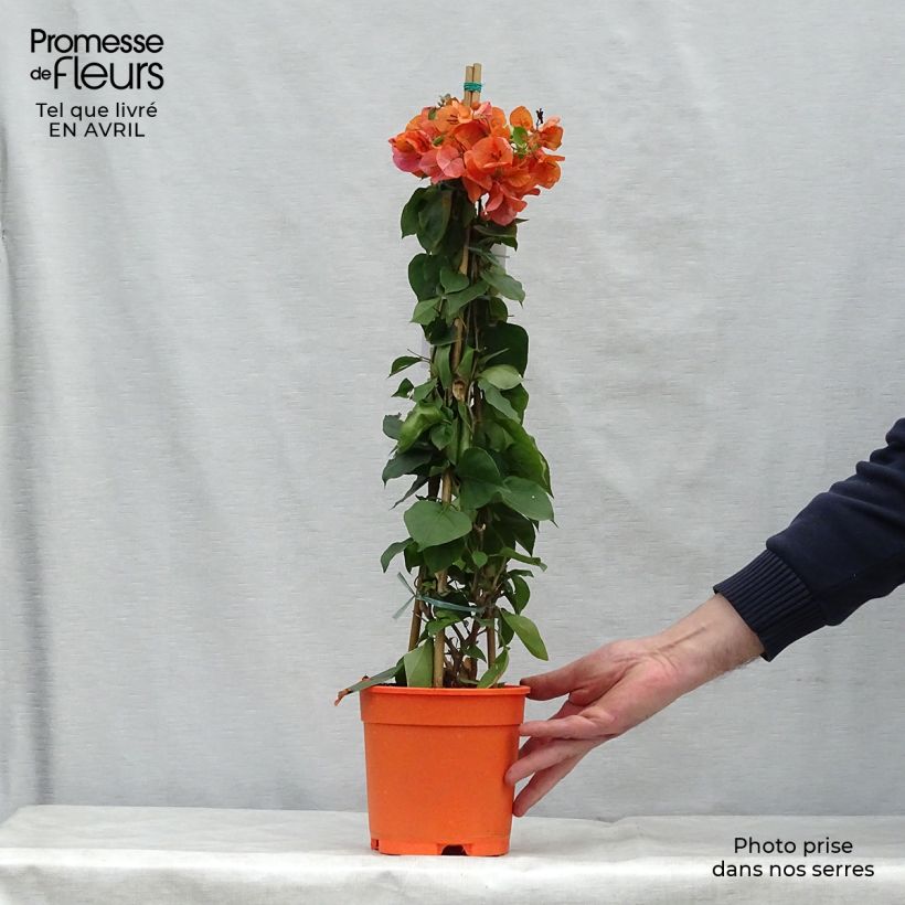 Example of Bougainvillea spectabilis Arancione Vaso da 2L/3L as you get in printemps
