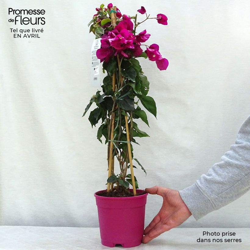 Bougainvillea spectabilis Porpora violaceo Vaso da 2L/3L esemplare consegnato in primavera