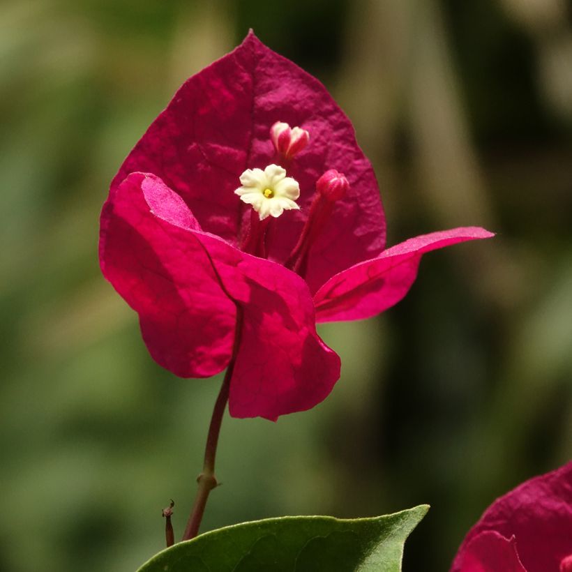 Bougainvillea spectabilis Rosso scuro (Fioritura)