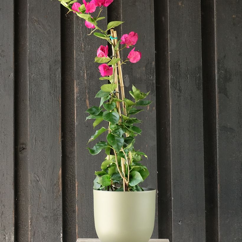 Bougainvillea spectabilis Rosso scuro (Porto)