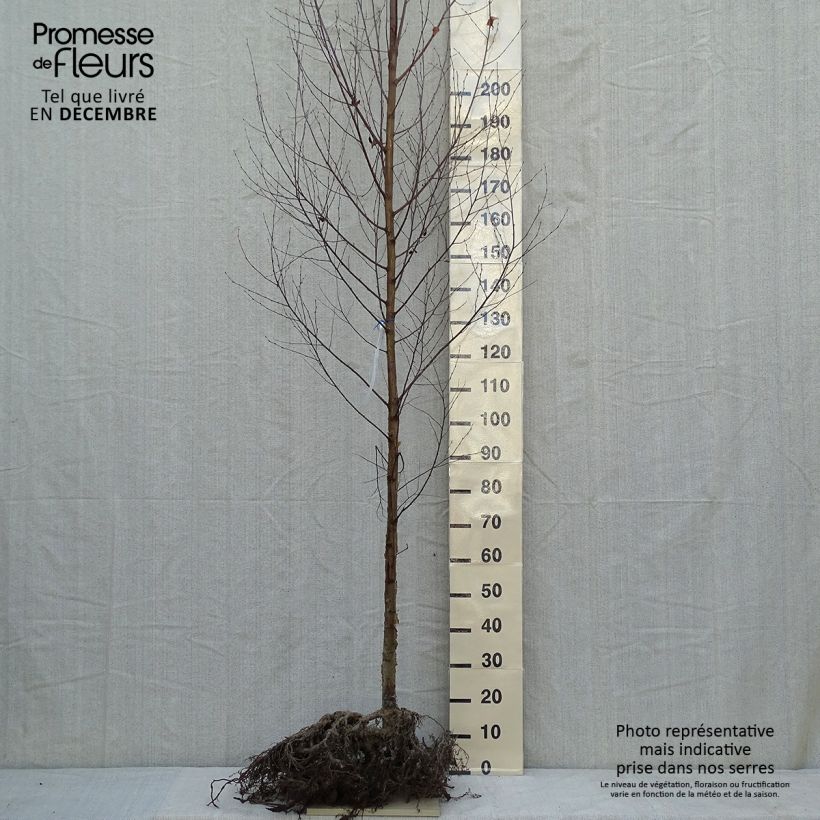 Betula utilis var. jacquemontii Doorenbos - Betulla dell’Himalaya Piante grandi a radice nuda, Vaso impalcato esemplare consegnato in inverno