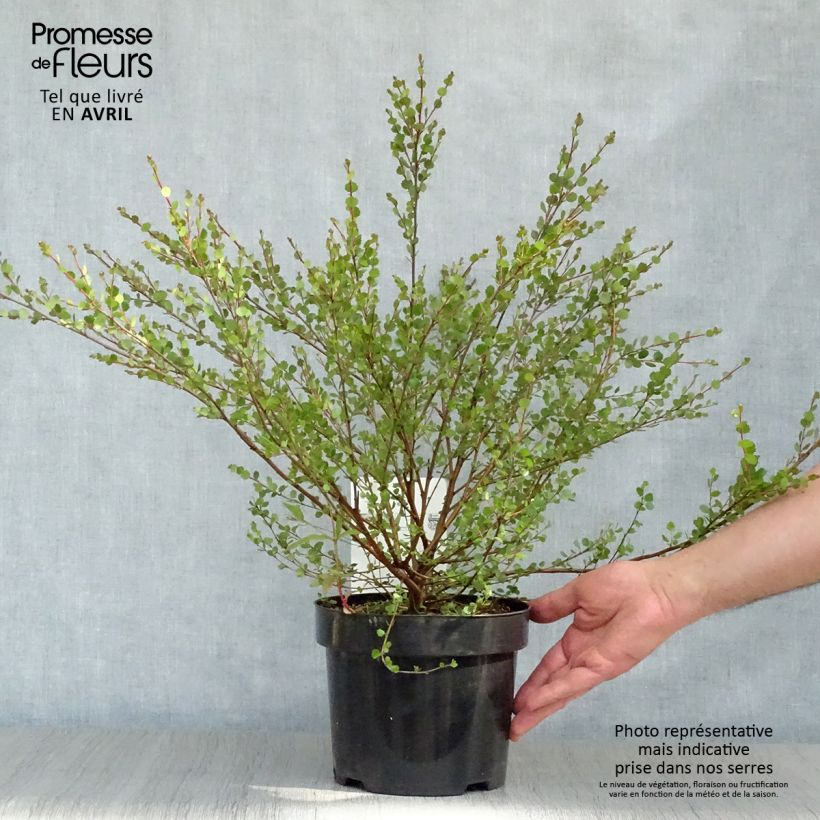 Example of Betula nana - Betulla nana Vaso da 2L/3L as you get in printemps