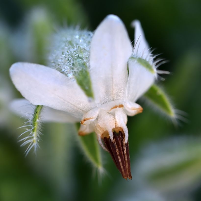 Borago officinalis Alba - Borragine comune (Flowering)