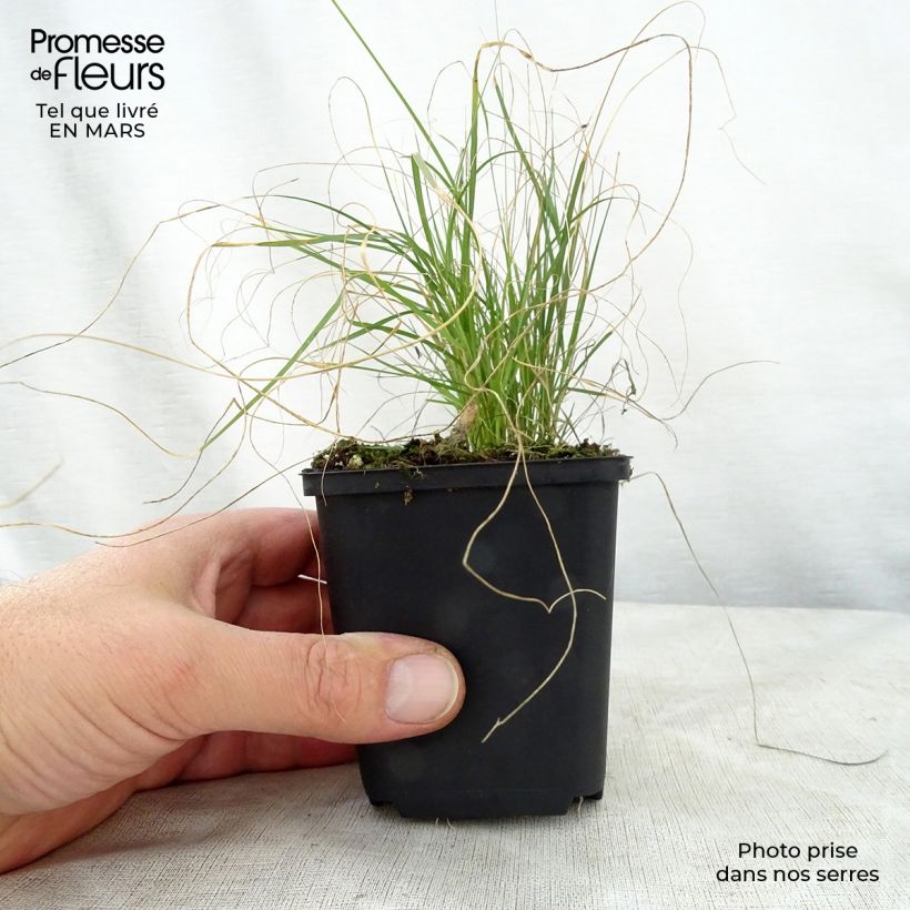 Example of Bouteloua gracilis Vasetto da 8/9 cm as you get in printemps