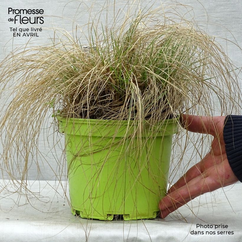 Example of Bouteloua gracilis Vaso da 1,5L/2L as you get in printemps