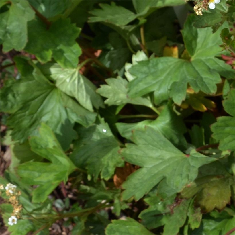 Boykinia major (Fogliame)