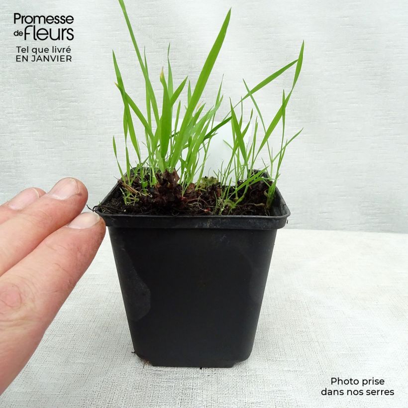 Boykinia major Vasetto da 8/9 cm esemplare consegnato in inverno