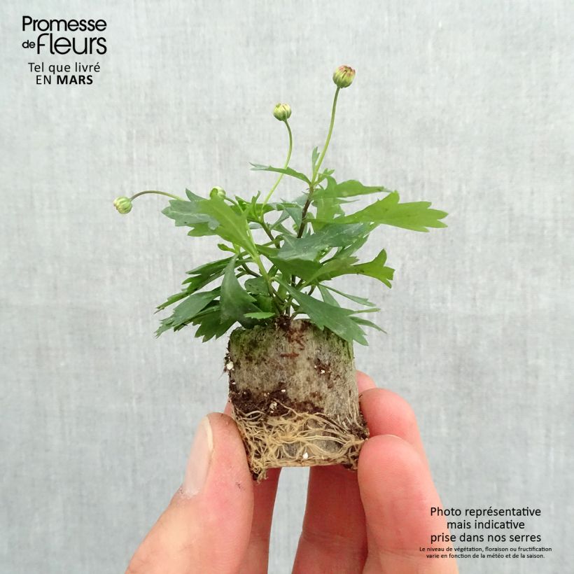 Brachyscome angustifolia Brasco Violet - Brascicome mini zolla... esemplare consegnato in primavera