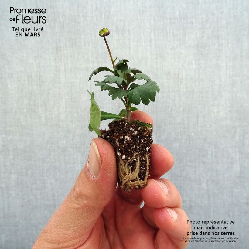 Brachyscome Fresco Candy - Brascicome mini zolla... esemplare consegnato in primavera