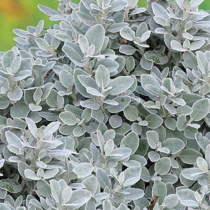 Senecio greyi Walberton's Silver Dormouse (Foliage)