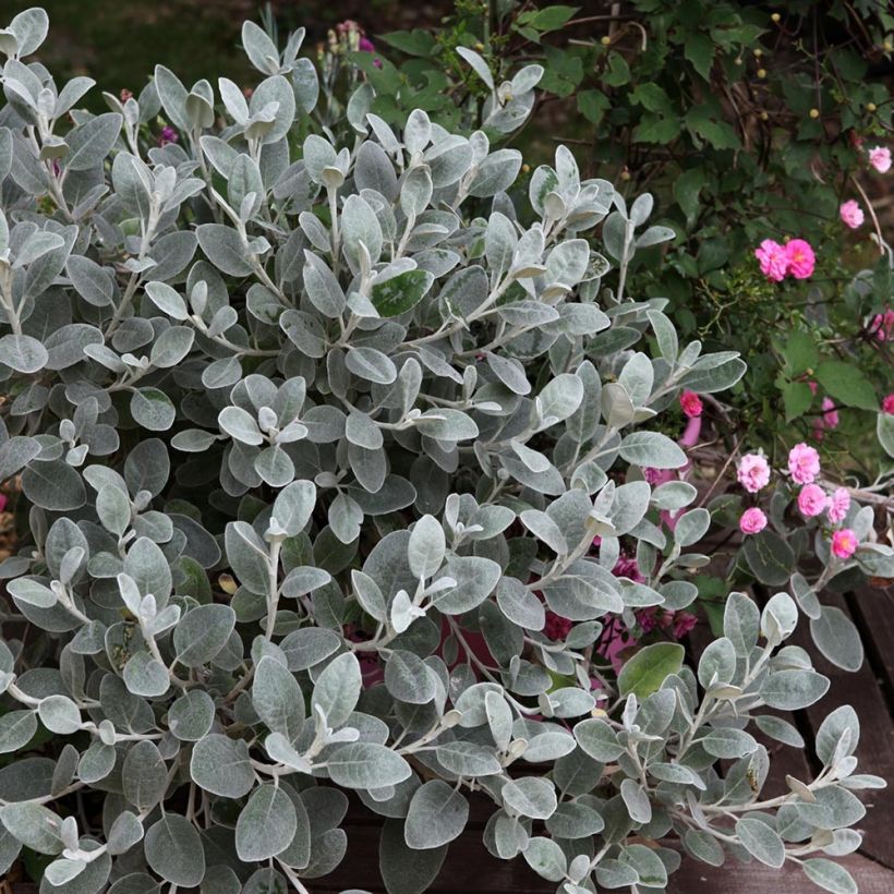 Senecio greyi Walberton's Silver Dormouse (Plant habit)