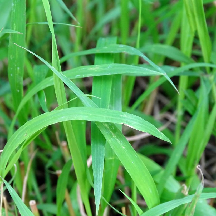 Brachypodium sylvaticum - Paleo silvestre (Foliage)