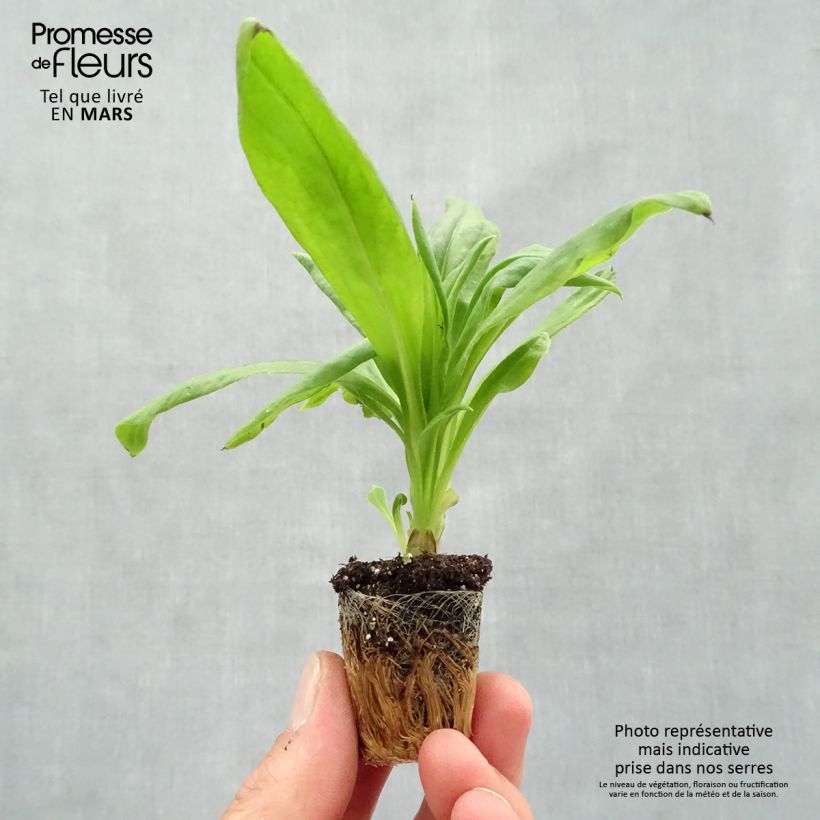 Example of Bracteantha bracteata Granvia Gold - Elicriso mini zolla... as you get in printemps