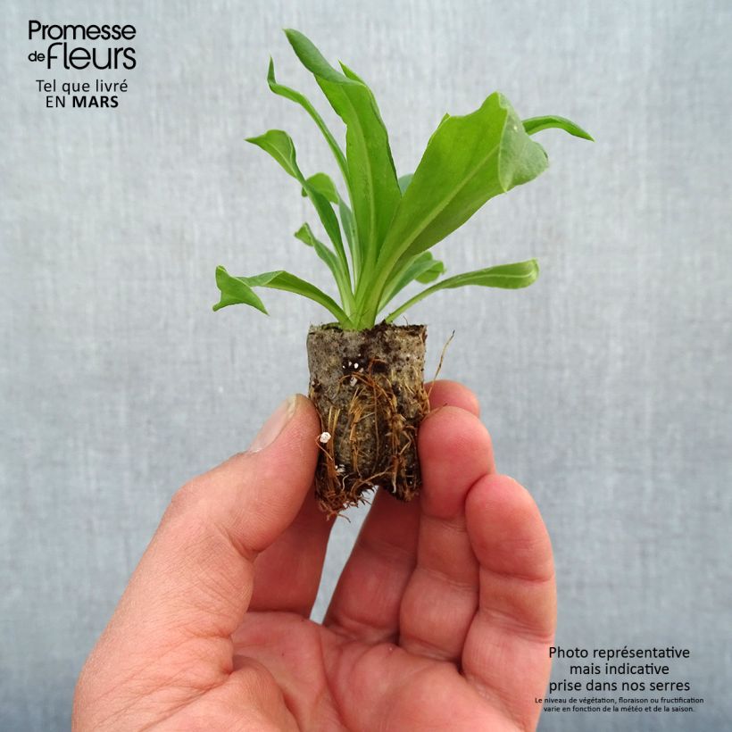 Bracteantha Heliana Gold - Elicriso Mini zolla Ø 1,5/2,5 cm esemplare consegnato in primavera