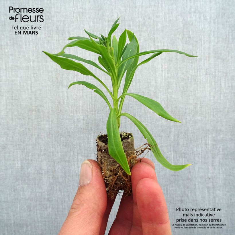 Bracteantha bracteata Heliana Scarlet - Elicriso Mini zolla Ø 1,5/2,5 cm esemplare consegnato in primavera