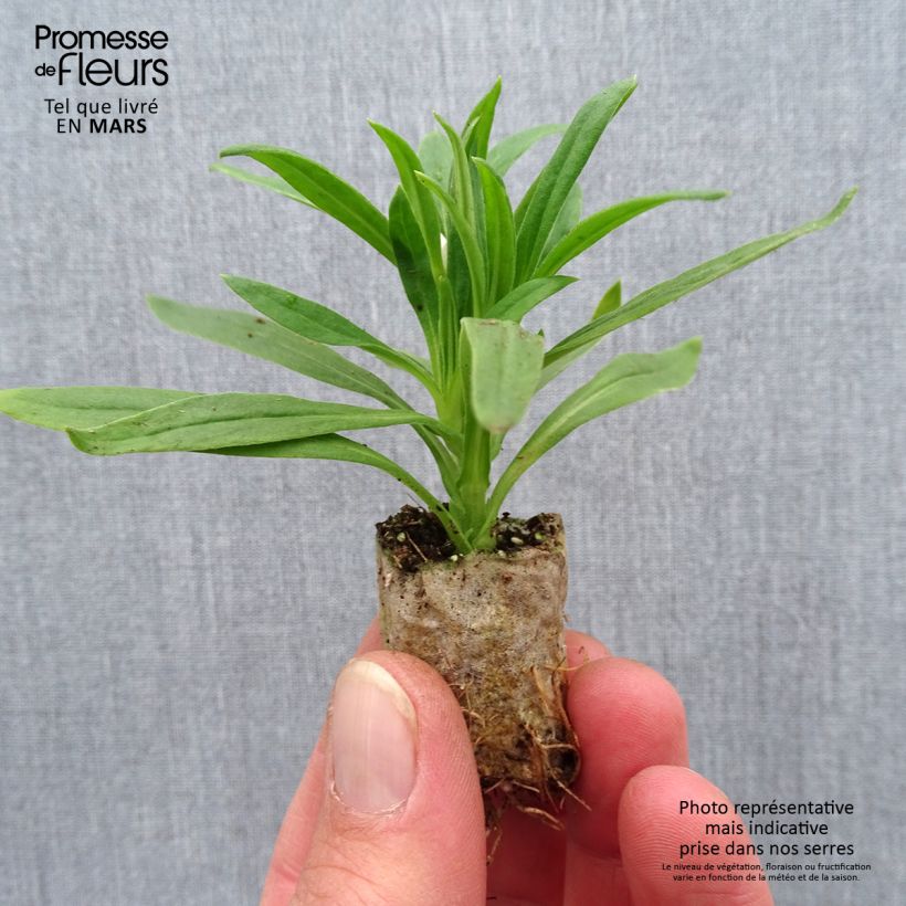 Bracteantha bracteata Heliana White - Elicriso Mini zolla Ø 1,5/2,5 cm esemplare consegnato in primavera