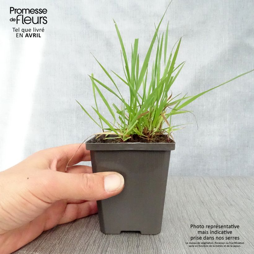 Briza media - Sonaglini comuni Vasetto da 7/8 cm esemplare consegnato in primavera