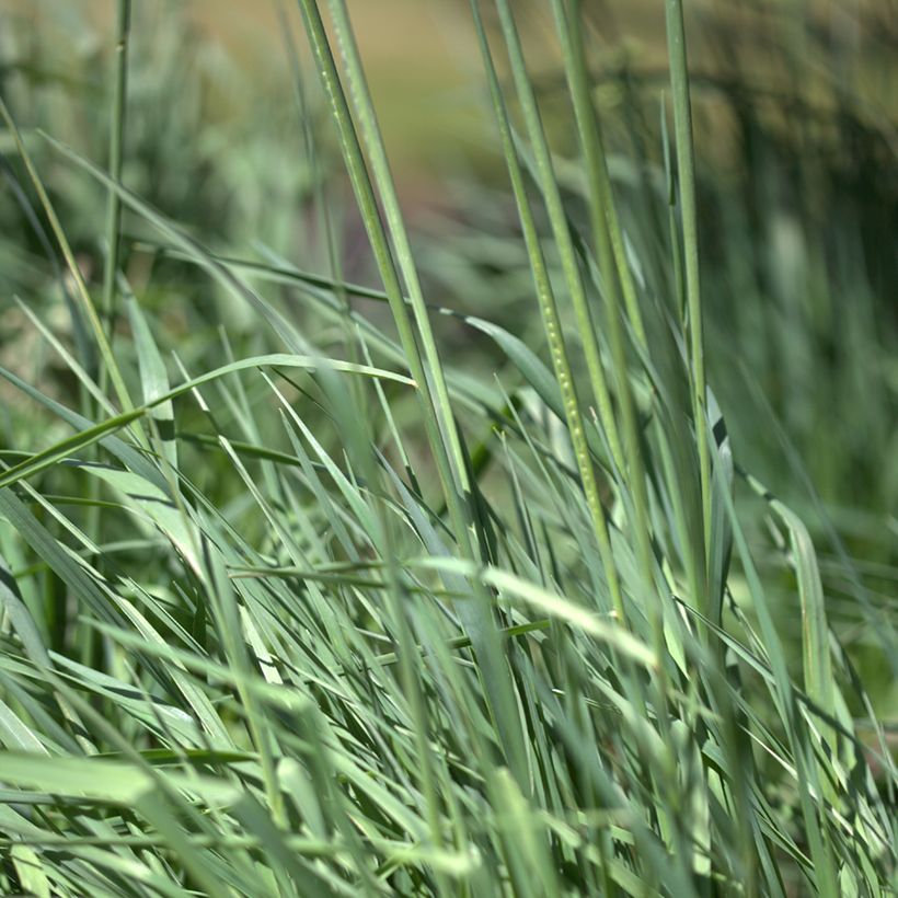 Briza media Limouzi - Sonaglini comuni (Fogliame)