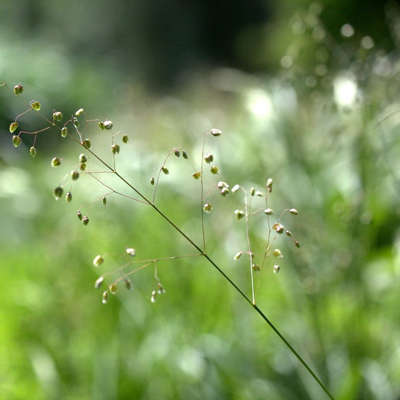 Briza media Limouzi - Sonaglini comuni (Fioritura)